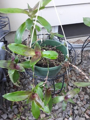 Callisia fragrans Cuttings (5) - Basket Plant - Easy to Root - Green Leaves with Purple Streaks