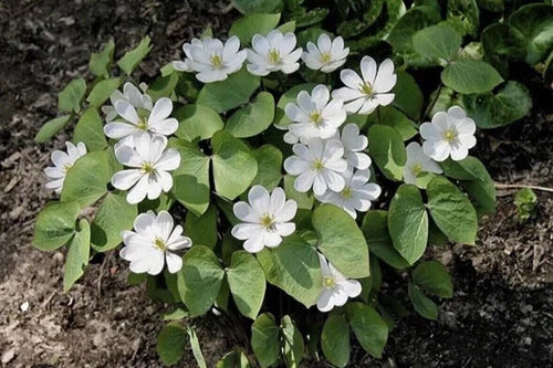 5 Twin Leaf Plant Bareroot Jeffersonia Diphylla Organic Perennial Wildflower for Medicinal Use - Appalachian Grown