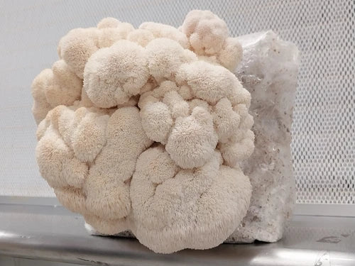 Lion's Mane Mushroom Liquid Culture Syringe 10ml - Hericium erinaceus - Contaminate Free, High-Yield Culture for Easy Growing