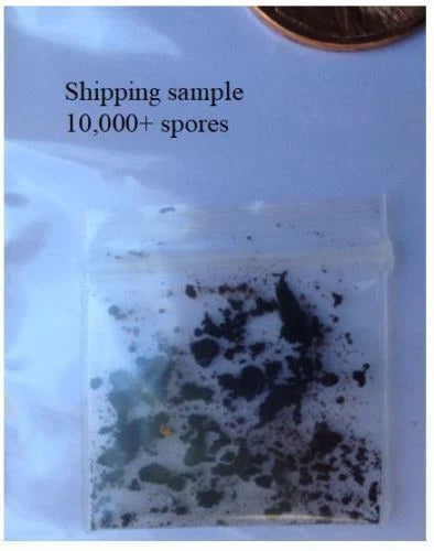 Portabella Mushroom Spores, 10,000 Spores, Farm-Cultivated, Portobello (Agaricus bisporus)
