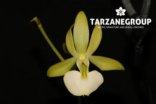 XL Bare-Root Leafless Orchid - Jamaican Ghost Orchid (Dendrophylax funalis) - Unique Tropical Plant for Terrariums & Greenhouses