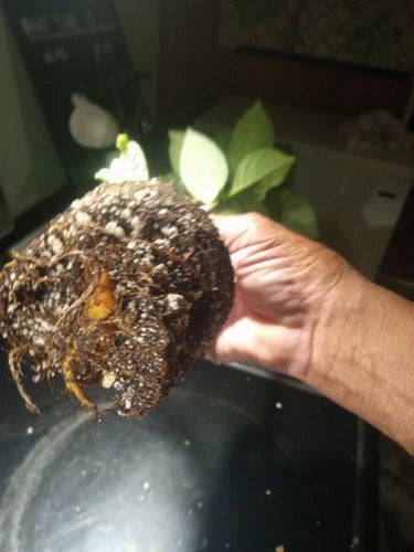Baobab Tree 4-Inch Pot Adansonia digitata Fully Rooted 23-25 Inches Tropical Outdoor Plant for Garden and Bonsai