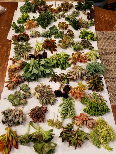 X-Large Succulent Cuttings Set - 60 Pieces, 20 Varieties - Premium Assortment for Plant Lovers - Ideal for Propagation and Decor