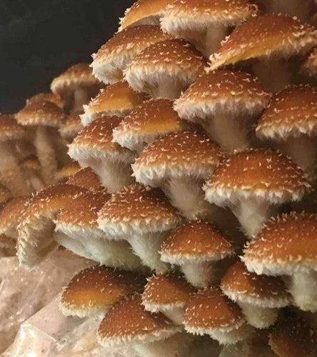 Freckled Chestnut Mushroom Liquid Culture Syringe 10-12ml (Pholiota adiposa) - Gourmet Mycology Kit with Free Gift