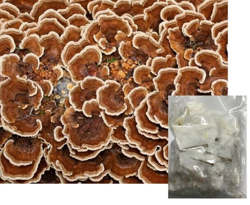 Turkey Tail Mushroom Mycelium Spawn Plugs - Trametes versicolor - Organic Cultivation Kit for Home Growing