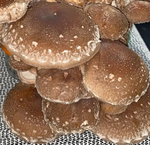 Shiitake Mushroom Liquid Culture Syringe 10-12ml Lentinula edodes - Gourmet Variety with Free Gift - MycoHouseFarms