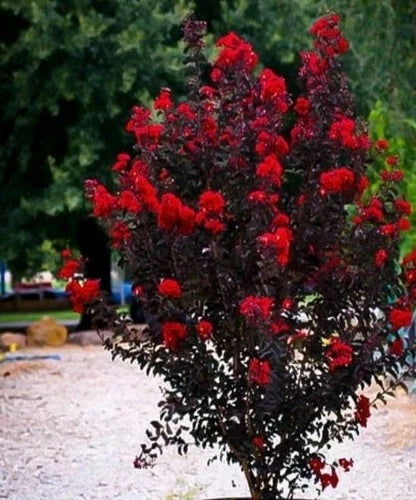 Black Diamond Crape Myrtle Cuttings 6-8 Inches - Lagerstroemia indica 'Black Diamond' - 2 Pieces with Bonus Included