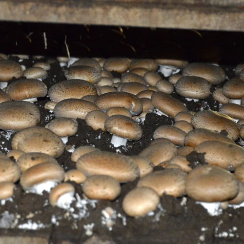 Portobello Mushroom Liquid Culture - Agaricus bisporus - Premium Mycology Supply for Home Gardening & Sustainable Food Production