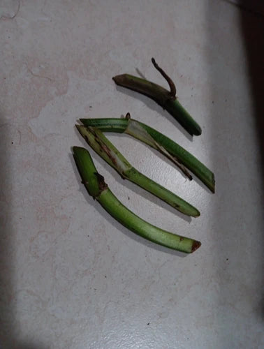 Monstera Variegated Cutting Nodes Set of 3 + 1 Unrooted, Epipremnum aureum, Tropical Houseplant Propagation