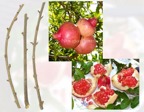 Pomegranate Tree Cuttings - (3) Fresh Cuttings - Sweet Variety - Punica granatum - Pinkish Red Skin, Outstanding Taste