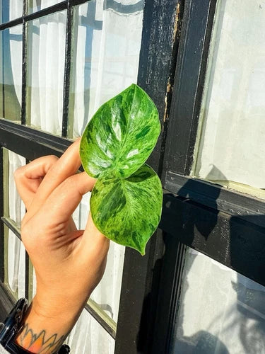 Philodendron Variegated Heartleaf Cuttings - 2 Large Leaf Rooted Cuttings (Philodendron hederaceum)