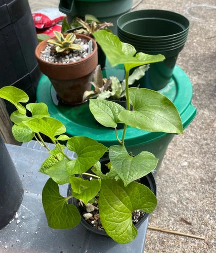 Well Rooted Black Pepper Plant - Piper Nigrum - Actively Growing Tropical Vine for Culinary Use