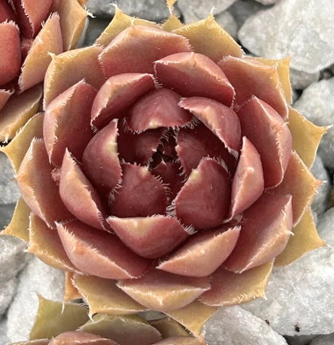 Live Succulent Plant | Sempervivum Purple Passion | Drought & Cold Tolerant | Rooted Bare Roots