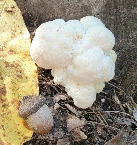 Lion's Mane Mushroom Liquid Culture 10+ml 'Klondike' Hericium erinaceus - Easy Grow for Indoor/Outdoor Cultivation