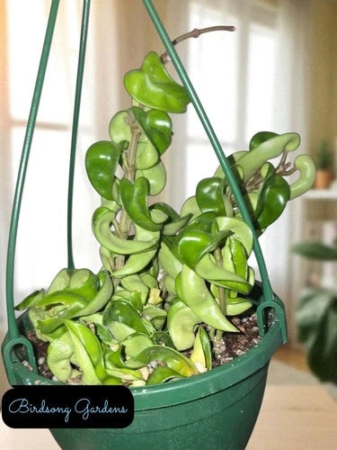 Hoya Carnosa Compacta Plant in 6" Hanging Pot - Hindu Rope Plant, Rooted Hoya for Indoor Decor, Easy Care Houseplant