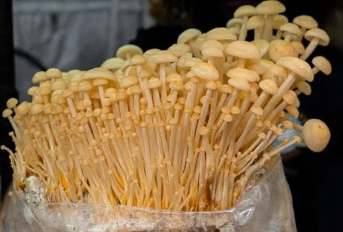 Wild Golden Enoki Mushroom Liquid Culture Syringe - Heat Tolerant - Flammulina velutipes - Gourmet Culinary Use