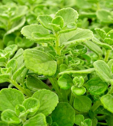 Succulent Plant Cuttings - 3 Live 4" Vicks Plant (Plectranthus tomentosa) - Minty Aromatic Succulent for Easy Care