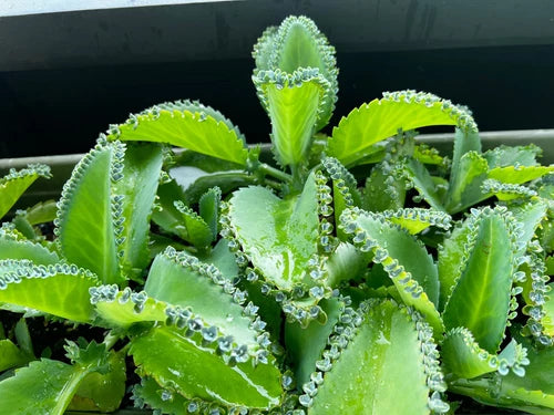 Kalanchoe Daigremontiana 'Mother of Thousands' Succulent - Bare Root Plant for Easy Planting