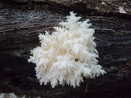 Coral Tooth Mushroom Liquid Culture 10ml - Hericium coralloides 'Mingo' for Easy Indoor/Outdoor Cultivation