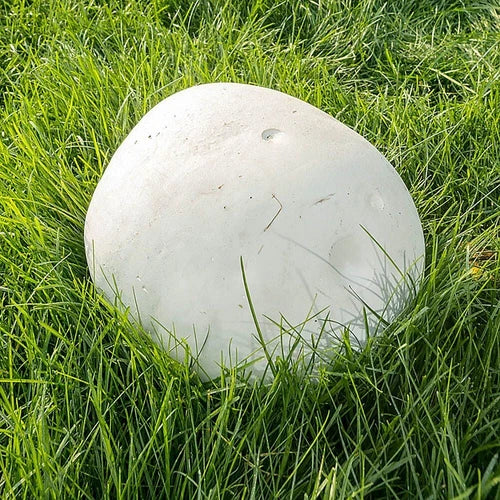 Giant Puffball Liquid Culture Syringe 12cc - Calvatia gigantea - Edible Mushroom Cultivation