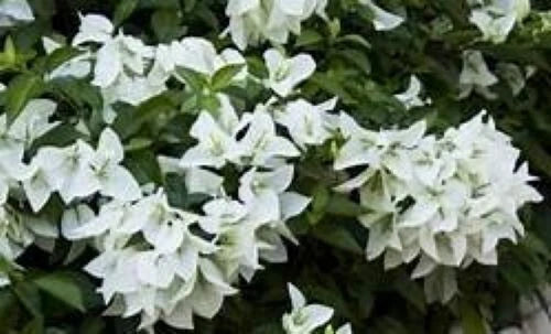 **Bougainvillea Starter Plant - Small Well Rooted Ms. Alice - Rare Tropical Plant (Bougainvillea spp.)**