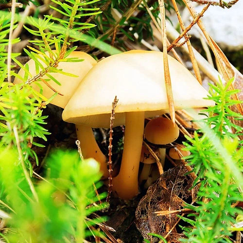 Garlic Scented Mushroom Liquid Culture - Mycetinis scorodonius - Easy Home Cultivation for Unique Flavor & Aroma