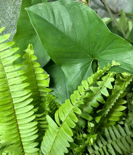 10 Rooted Plant Cuttings - Boston Ferns & Arrowhead Vines - Healthy & Rooted - Perfect for Planting