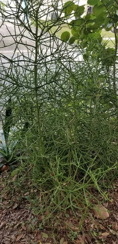Euphorbia Cuttings - 10 Fire Stick Pencil Cactus - 5 Inch Each - Euphorbia tirucalli - Easy Grow Succulent for Home Garden