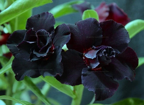 Adenium Obesum Black War Desert Rose Small Rooted Seedling Plant, 4-6 Inches, Well-Rooted, Dormant Option Available