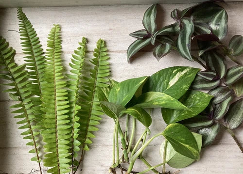 15 Rooted Plant Cuttings - Pothos, Ferns, Wandering Jew - Healthy Fresh Cuttings - Epipremnum aureum, Nephrolepis exaltata, Tradescantia zebrina
