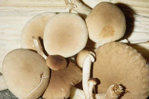 Black Poplar Mushroom Liquid Culture 10cc - Pioppino - Agrocybe aegerita - Edible Medicinal Mycelium Syringe for Cultivation