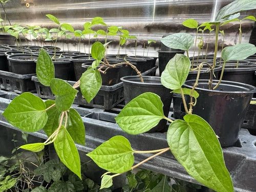 Chewing Betel Leaf Vine Plant - Well Rooted, Cây Tr?u, Perfect for Ceremonies and Weddings, Piper betle