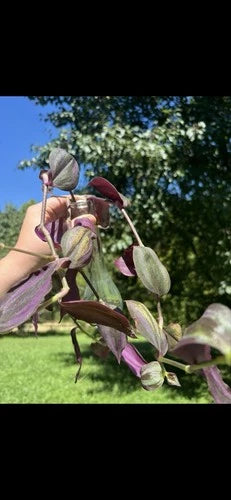 Plant Cuttings Collection - Rooted & Non-Rooted Pothos in Purple & Green - Ideal for Indoor/Outdoor Planting