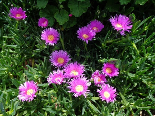 20 Fresh Cuttings Ice Plant, Purple Pink Ground Cover Succulents, 4-7" Long, Delosperma Cooperi