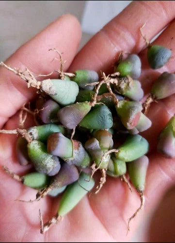 40pc Lithops Succulent Plants - Colorful Living Stones - Bare Root (0.2-0.3 inch) - Imported Lithops for Unique Decor