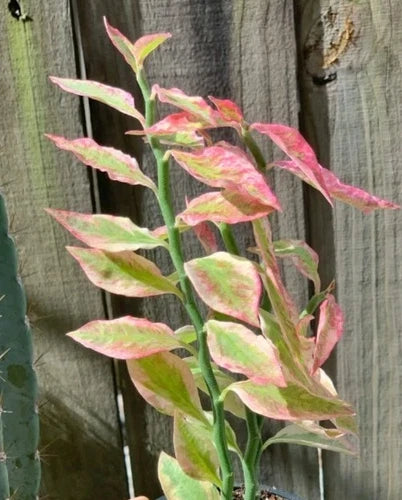 4 Devil's Backbone Cuttings - Unique Succulent Stem Cuttings - Euphorbia tithymaloides, Bonus Gift Included