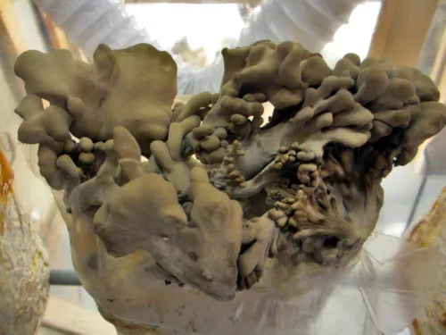Maitake Mushroom Grow Kit - 5 LB - Ready to Fruit - Grifola frondosa - Gourmet Hen of the Woods Mushrooms for Home Cultivation