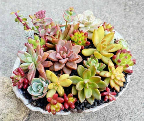 10 Colorful Rosette Succulent Cuttings - Healthy Assortment, Organic Soil - Perfect for Planting - Succulent Variety Assortment