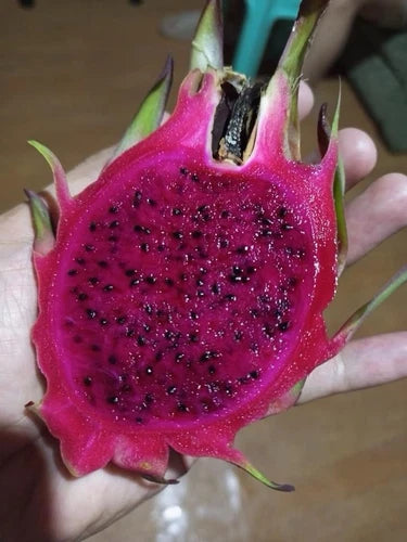 Hawaiian Purple Dragon Fruit Cuttings 8-12 Inches - Hylocereus undatus - Premium Plant Propagation Material
