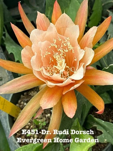 Rooted Epiphyllum Orchid Cactus 4” Starter Pot, Multicolor "Dt Rudi Dorsch", Child & Pet Safe, Easy Care Plant