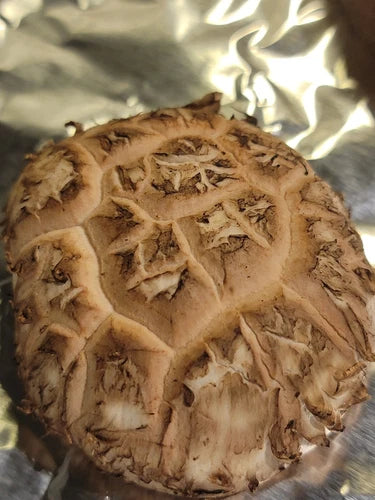 Shiitake Liquid Culture Syringe 10+ ml 'Far East' Lentinus edodes Cold Donko Strain for Outdoor Cultivation