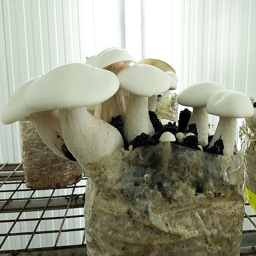 Milky Mushroom Liquid Culture Syringe 12cc - Calocybe Indica for Easy Cultivation and Gourmet Cooking