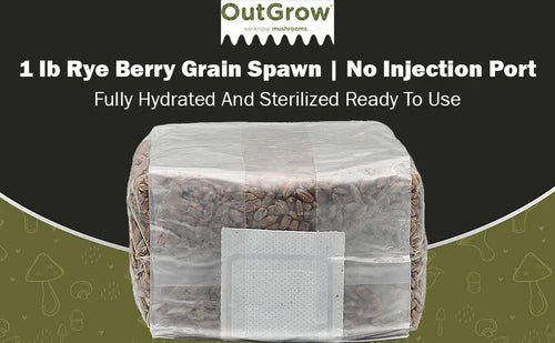Sterilized Rye Berry Grain Spawn - 1 lb Bag, Contamination-Resistant Mycelium Growth, Ideal for Gourmet Mushrooms