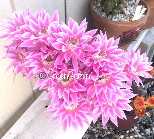 Echinopsis Hybrid Cactus Pups - Rooted Noid Variety - Bare Root Shipment - Echinopsis spp.