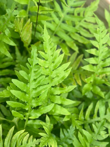 Leatherwood Fern | Bare-root | Fast Growing Blue-Green Fronds | Dryopteris marginalis