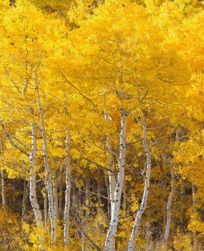 Quaking Aspen Trees - 18-24 Inch Live Bareroot - Populus tremuloides - Fast Growing Deciduous Shade Tree for Zones 2-8