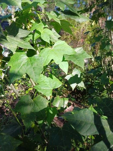 Organic Chaya Cuttings - 10 Cuttings - Mexican Tree Spinach - Sustainable Superfood (Cnidoscolus aconitifolius)