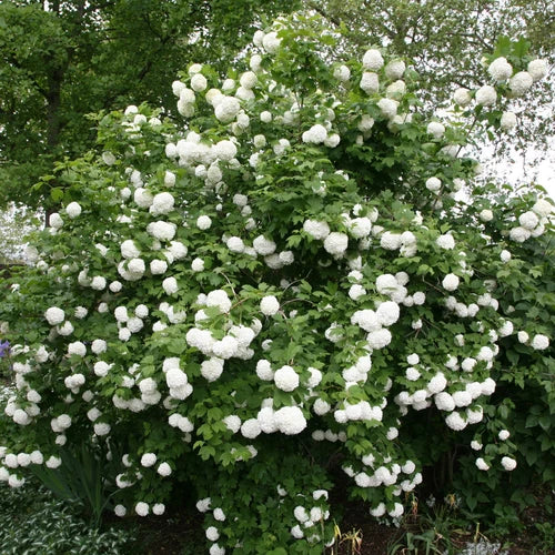 Viburnum Opulus Roseum 5 Rooted Cuttings | High-Quality Plugs for Vibrant Spring Foliage | Outdoor Shrub Plants