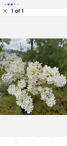 Bare Root Lilac Bush Jumbo Size White Syringa vulgaris, Ready to Plant with Instructions, Ideal for Warmer Climates