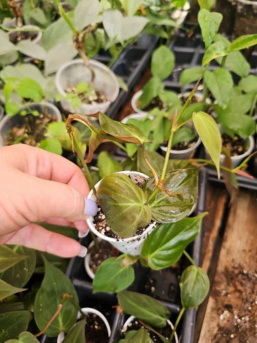 Philodendron Micans Live Plant 2 Inch Pot Fully Rooted - Tropical Houseplant (Philodendron micans)